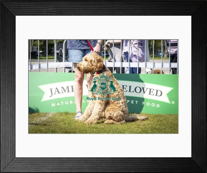 Framed Print : Scruffts Newark 2019