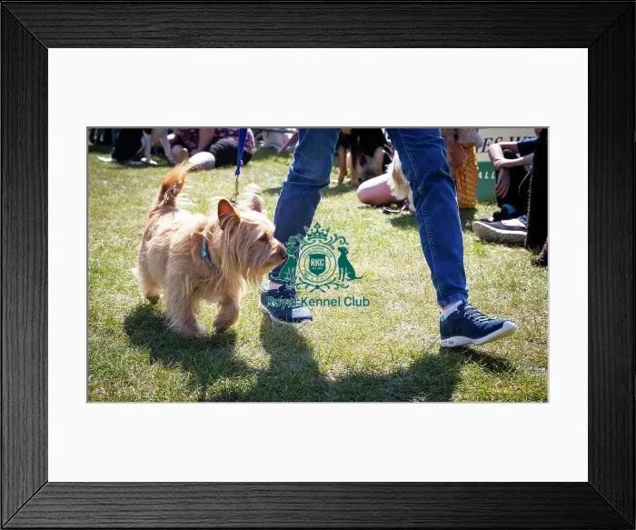 Framed Print : Scruffts Newark 2019 Framed Print : Scruffts Newark 2019