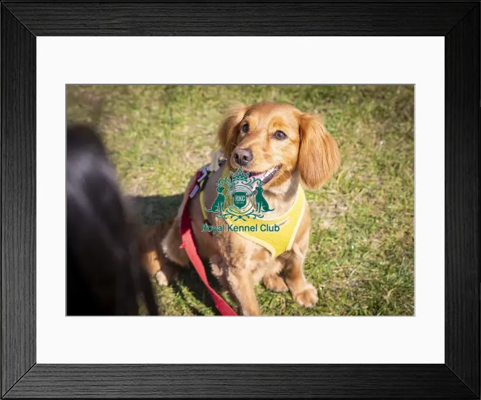 Framed Print : Scruffts Newark 2019 Framed Print : Scruffts Newark 2019