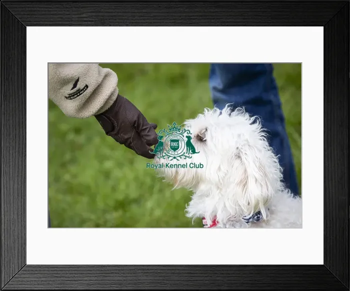 Framed Print : Scruffts Newbury 2019