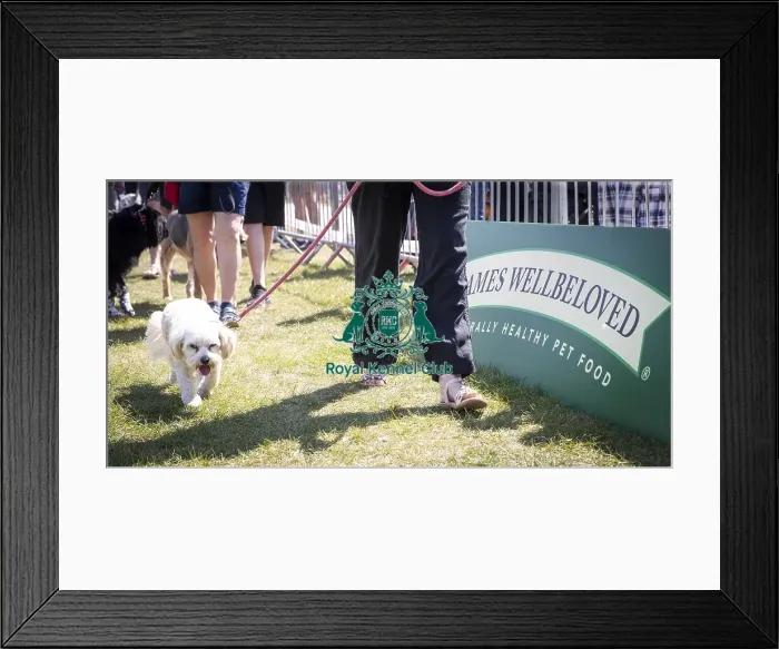 Framed Print : Scruffts Newark 2019 Framed Print : Scruffts Newark 2019