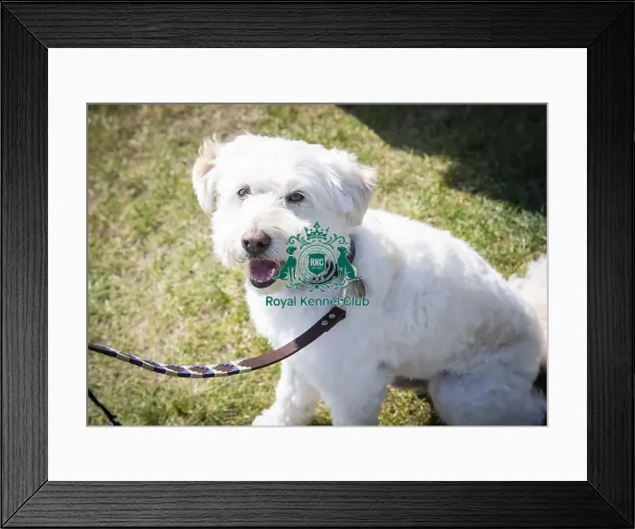 Framed Print : Scruffts Newark 2019 Framed Print : Scruffts Newark 2019