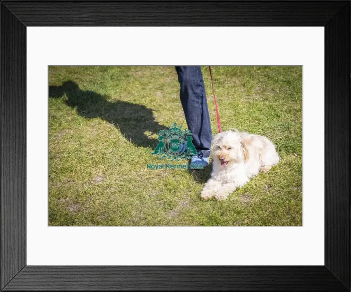 Framed Print : Scruffts Newark 2019 Framed Print : Scruffts Newark 2019