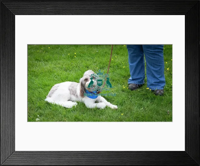 Framed Print : Scruffts Essex Hylands May 26, 2019 Framed Print : Scruffts Essex Hylands May 26, 2019