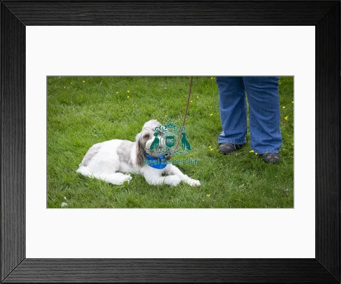 Framed Print : Scruffts Essex Hylands May 26, 2019 Framed Print : Scruffts Essex Hylands May 26, 2019