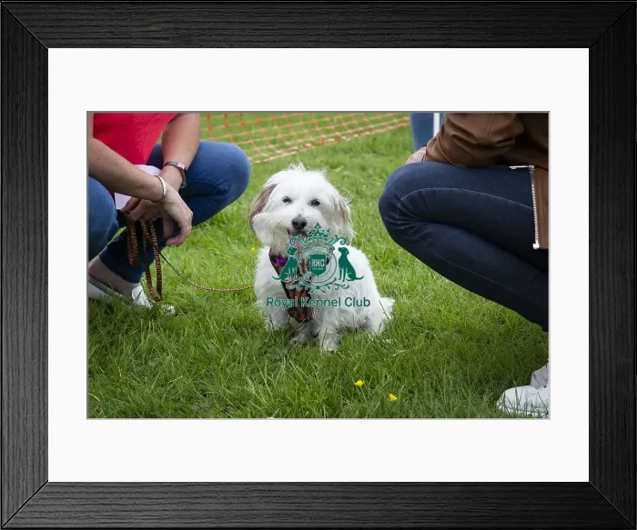 Framed Print : Scruffts Essex Hylands May 26, 2019 Framed Print : Scruffts Essex Hylands May 26, 2019