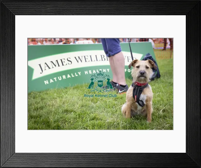 Framed Print : Scruffts Essex Hylands May 26, 2019 Framed Print : Scruffts Essex Hylands May 26, 2019
