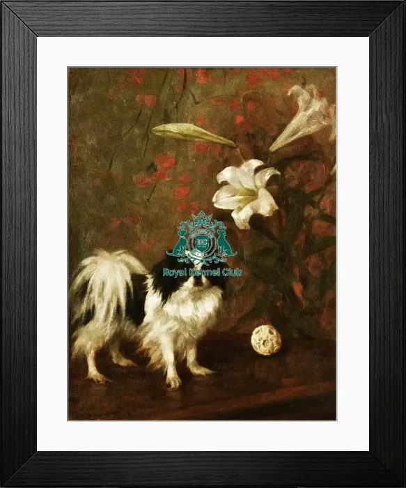 Framed Print : Japanese Chin Framed Print : Japanese Chin