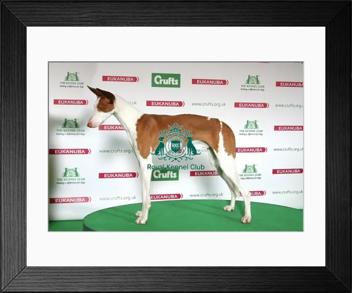 Framed Print : Best of Breed 2014 Ibizan Hound