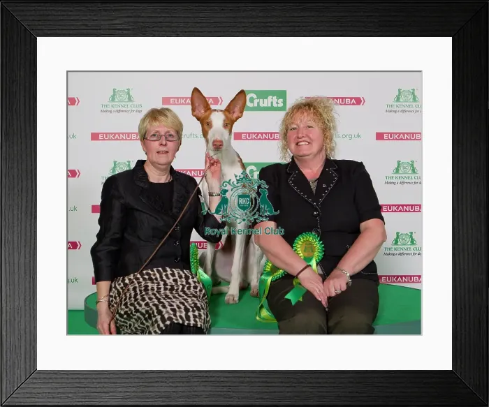 Framed Print : Best of Breed 2014 Ibizan Hound Framed Print : Best of Breed 2014 Ibizan Hound