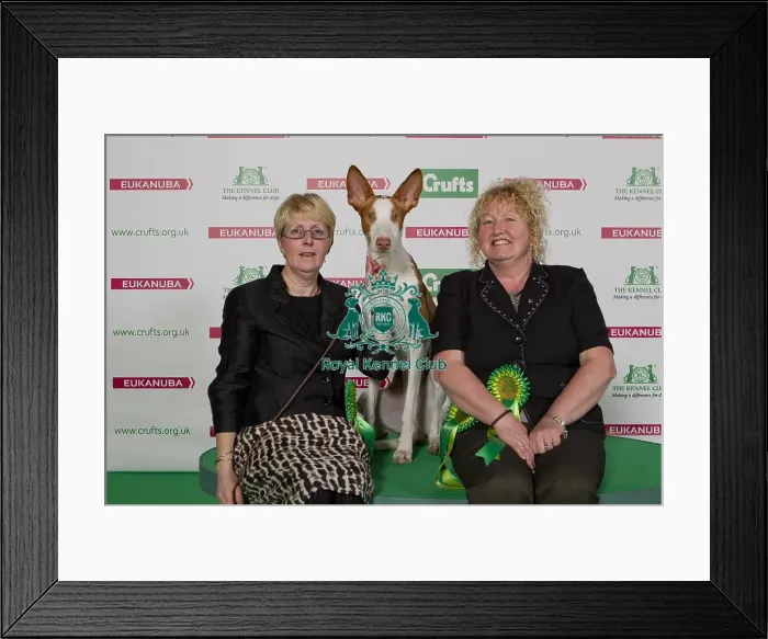 Framed Print : Best of Breed 2014 Ibizan Hound Framed Print : Best of Breed 2014 Ibizan Hound