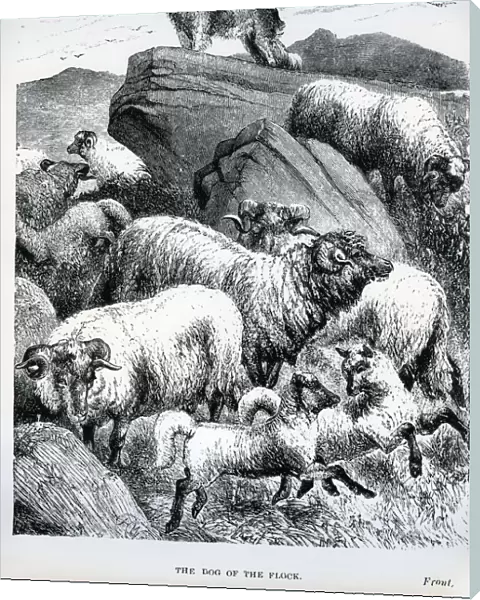 The Dog of the Flock
