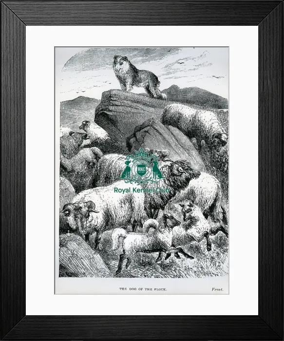 Framed Print : The Dog of the Flock Framed Print : The Dog of the Flock