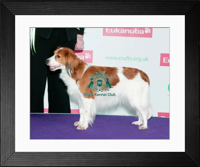 Framed Print : Crufts Best of Breed 2012 KOOIKERHONDJE Framed Print : Crufts Best of Breed 2012 KOOIKERHONDJE