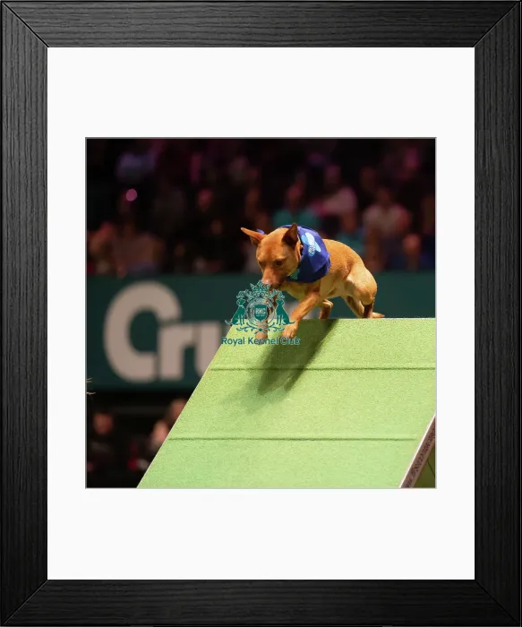 Framed Print : Rescue Dog Agility 2020 Framed Print : Rescue Dog Agility 2020