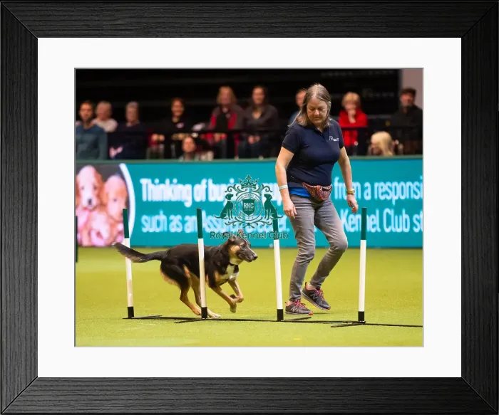 Framed Print : Rescue Dog Agility 2020 Framed Print : Rescue Dog Agility 2020