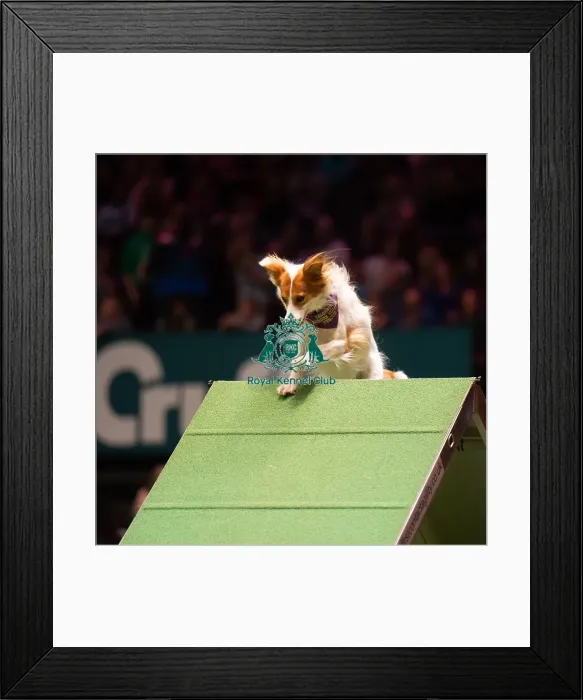 Framed Print : Rescue Dog Agility 2020 Framed Print : Rescue Dog Agility 2020