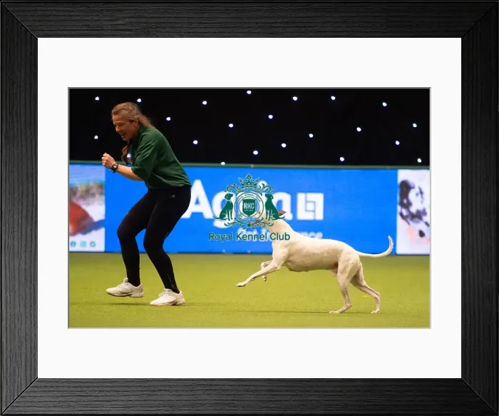 Framed Print : Rescue Dog Agility 2020 Framed Print : Rescue Dog Agility 2020