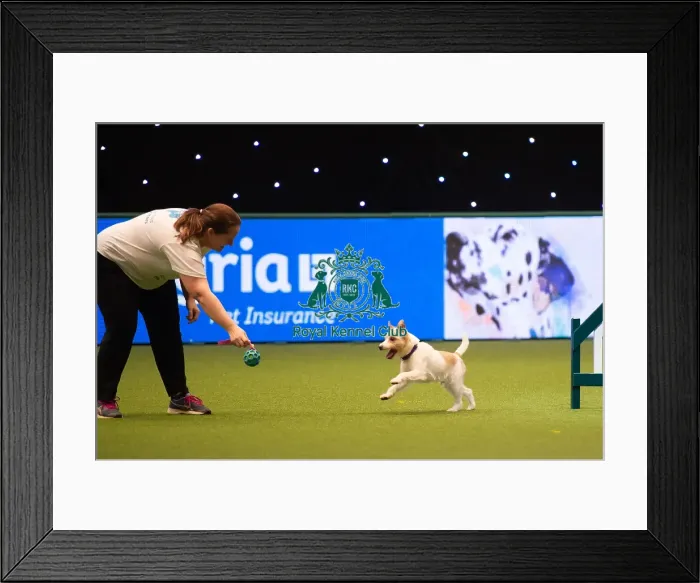 Framed Print : Rescue Dog Agility 2020 Framed Print : Rescue Dog Agility 2020