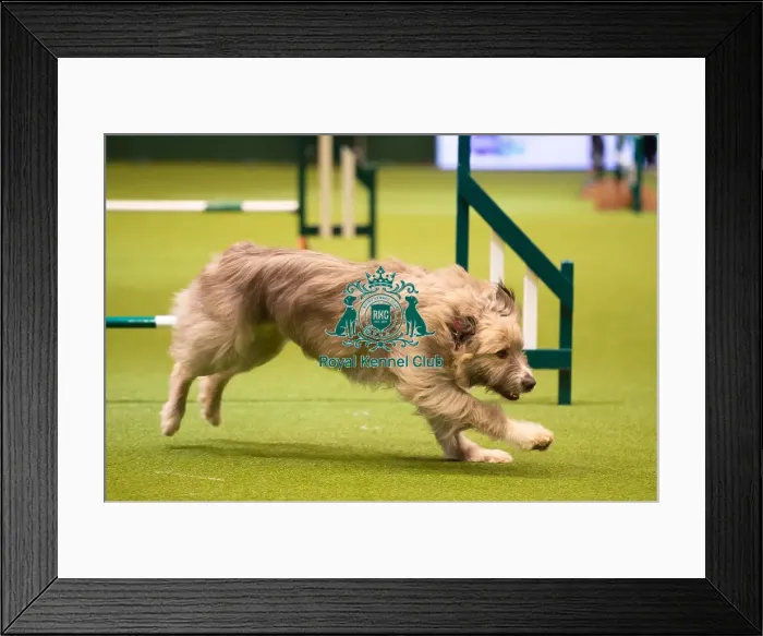 Framed Print : Rescue Dog Agility 2020 Framed Print : Rescue Dog Agility 2020
