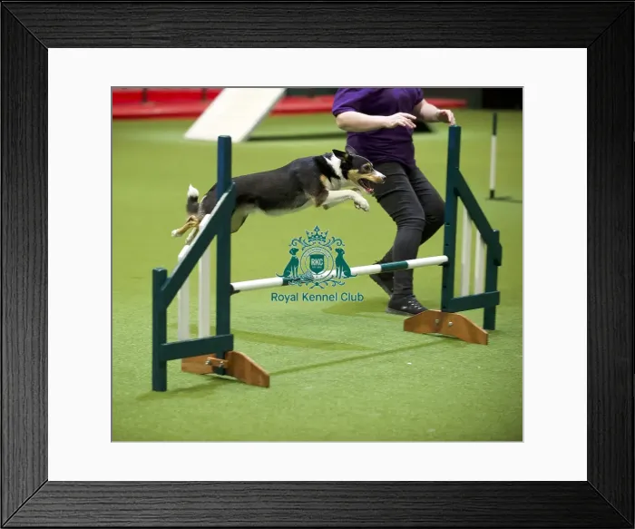 Framed Print : Crufts 2020 Framed Print : Crufts 2020