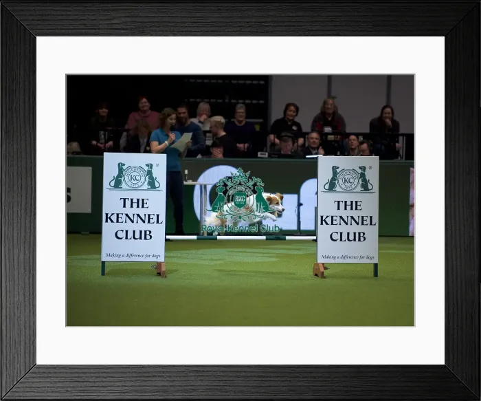 Framed Print : Crufts 2020 Framed Print : Crufts 2020