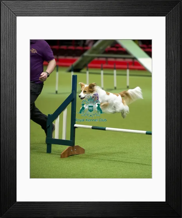 Framed Print : Crufts 2020 Framed Print : Crufts 2020