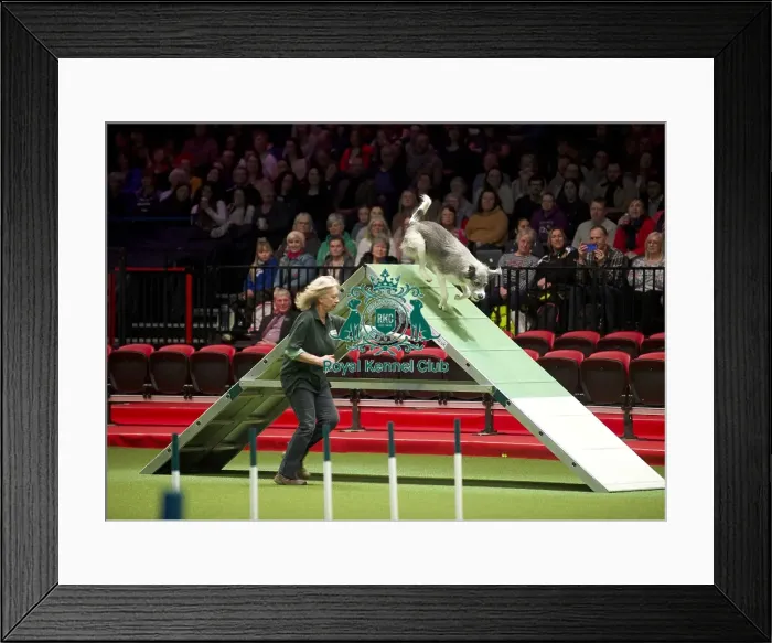 Framed Print : Crufts 2020 Framed Print : Crufts 2020