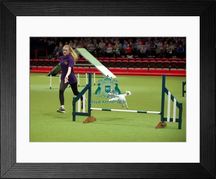 Framed Print : Crufts 2020 Framed Print : Crufts 2020