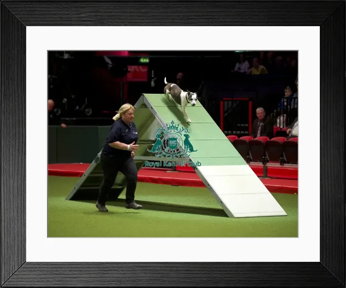 Framed Print : Crufts 2020