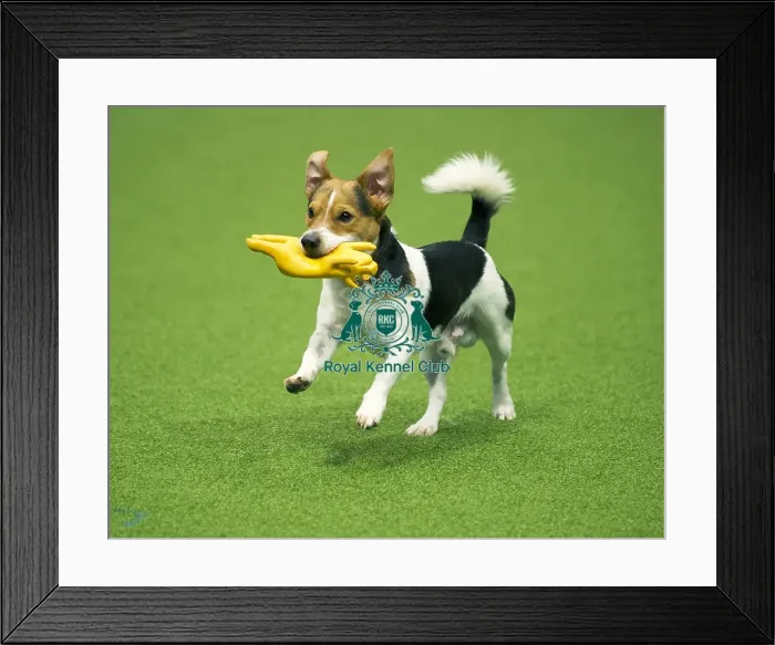 Framed Print : Crufts 2020 Framed Print : Crufts 2020