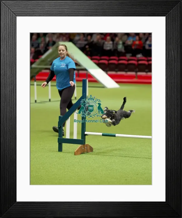 Framed Print : Crufts 2020 Framed Print : Crufts 2020
