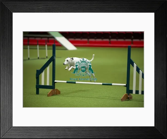 Framed Print : Crufts 2020 Framed Print : Crufts 2020