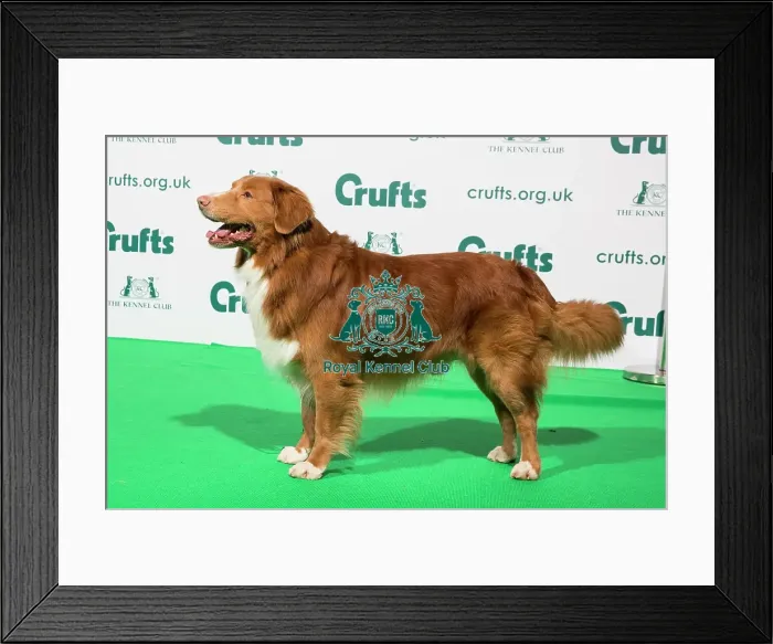 Framed Print : Best of Breed Nova Scotia Duck Tolling Retriever Crufts 2020