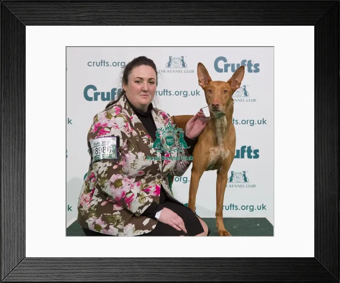 Framed Print : Crufts 2020 Framed Print : Crufts 2020