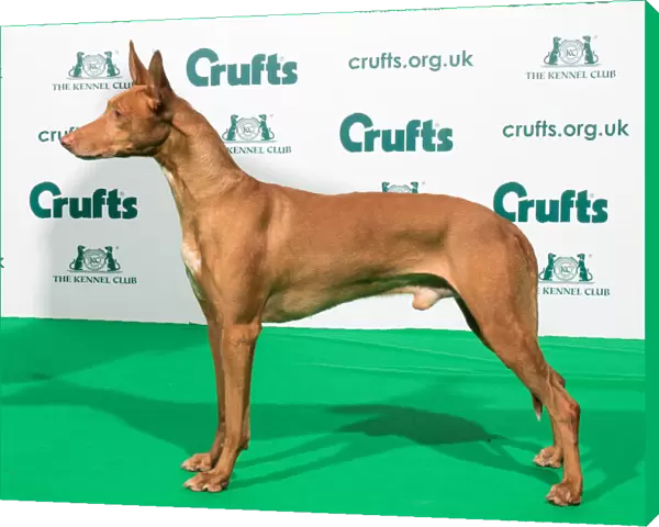 Best of Breed Crufts 2020 PHARAOH HOUND