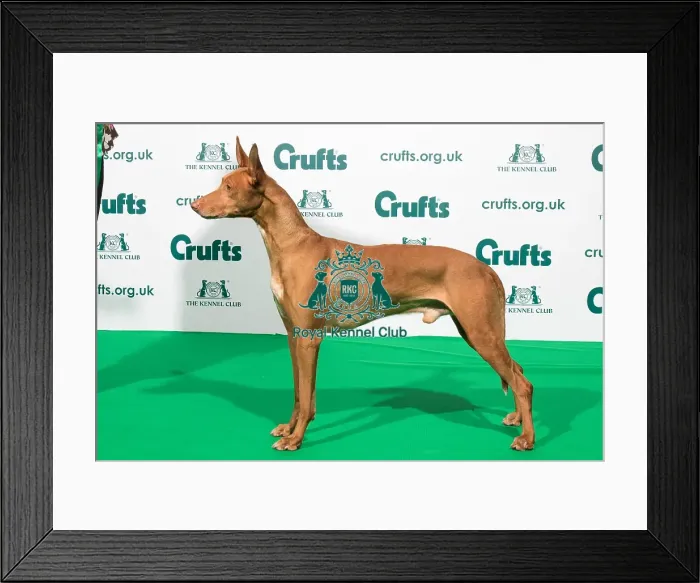 Framed Print : Best of Breed Crufts 2020 PHARAOH HOUND Framed Print : Best of Breed Crufts 2020 PHARAOH HOUND