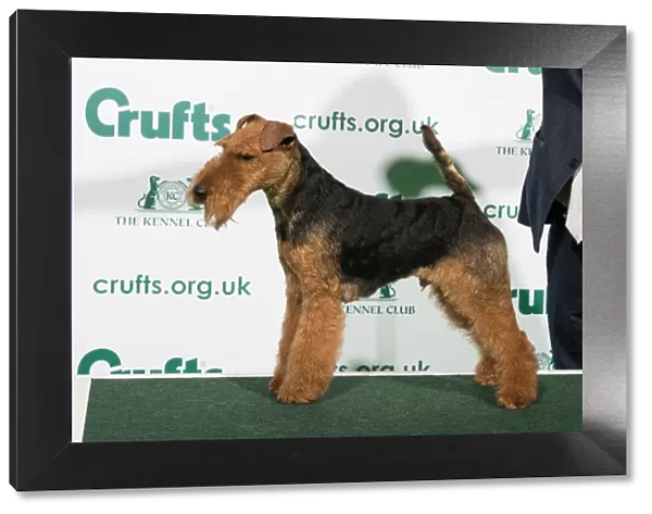 Best of Breed Welsh Terrier 2020