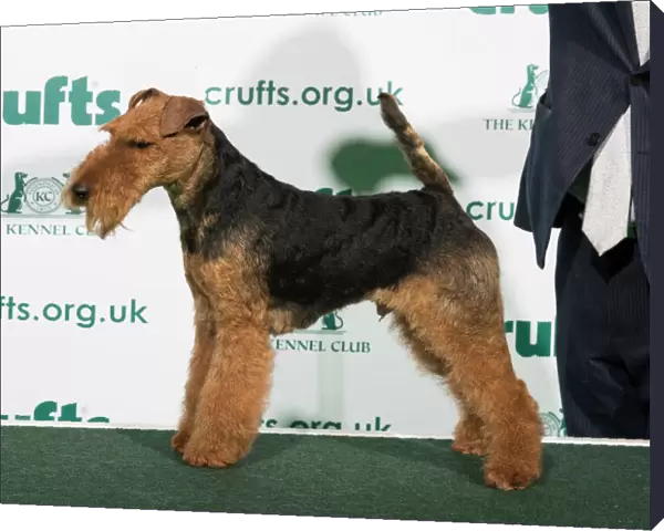 Best of Breed Welsh Terrier 2020
