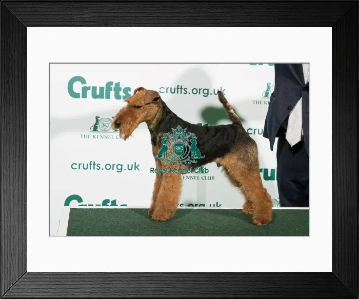 Framed Print : Best of Breed Welsh Terrier 2020 Framed Print : Best of Breed Welsh Terrier 2020