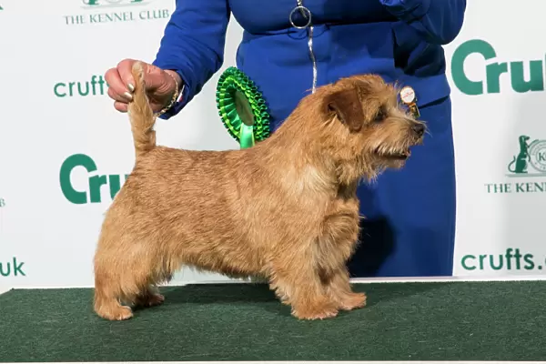 Best of Breed 2020 Norfolk Terrier