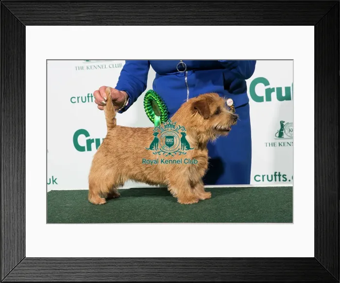 Framed Print : Best of Breed 2020 Norfolk Terrier Framed Print : Best of Breed 2020 Norfolk Terrier