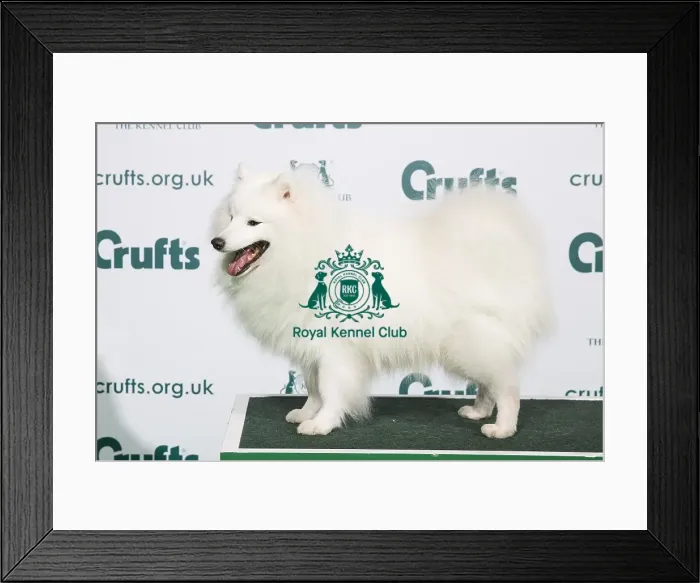 Framed Print : Best of Breed Japanese Spitz 2020 Framed Print : Best of Breed Japanese Spitz 2020