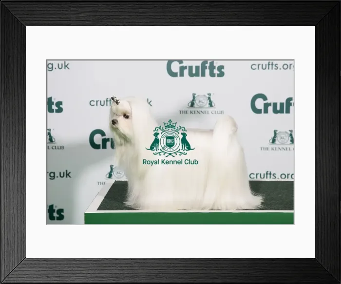 Framed Print : Best of Breed MALTESE 2020 Framed Print : Best of Breed MALTESE 2020