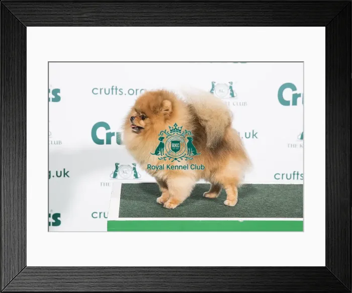 Framed Print : Best of Breed POMERANIAN 2020 Framed Print : Best of Breed POMERANIAN 2020