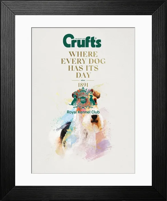 Framed Print : Crufts poster 2020 artwork featuring Airedale Terrier Framed Print : Crufts poster 2020 artwork featuring Airedale Terrier