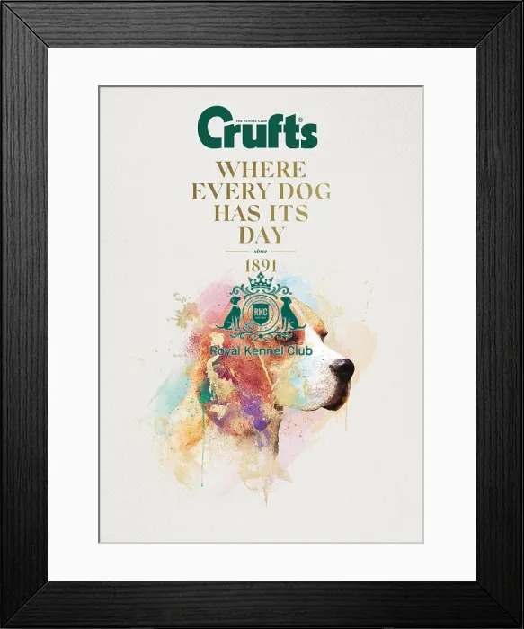 Framed Print : Crufts poster 2020 artwork featuring Beagle Framed Print : Crufts poster 2020 artwork featuring Beagle
