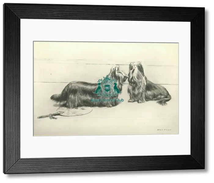 Framed Print : Clydesdale or Paisley Terrier - Wardle 1894 Framed Print : Clydesdale or Paisley Terrier - Wardle 1894