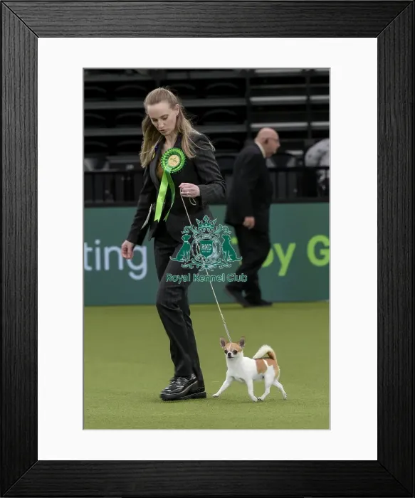 Framed Print : Crufts 2022 Framed Print : Crufts 2022