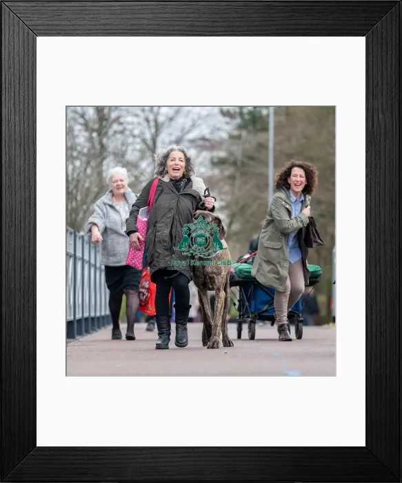 Framed Print : Crufts 2022 Framed Print : Crufts 2022